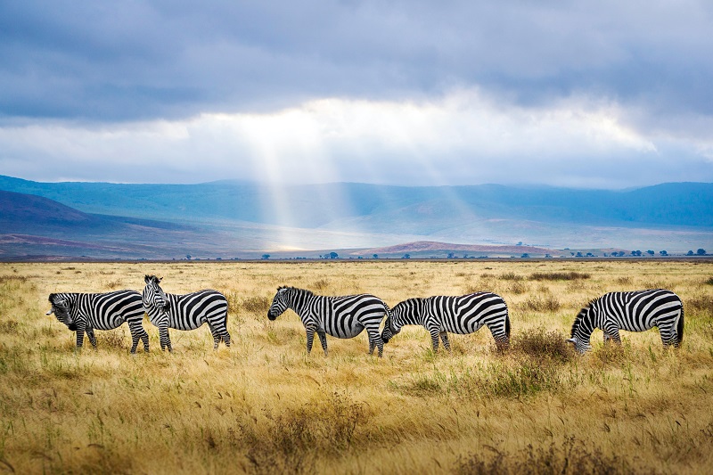Cebras en Ngorongoro (Tanzania)