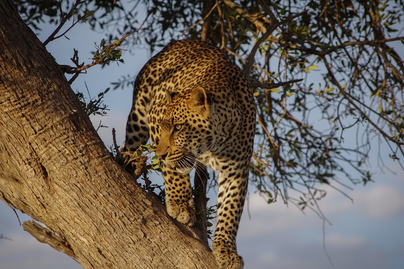 Leopardo en un árbol en Masai Mara (Kenia)