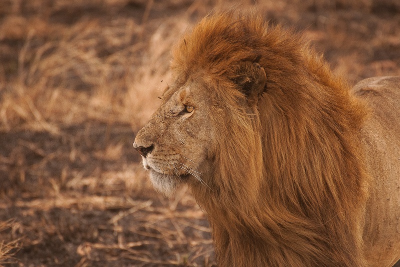 León en Serengueti (Tanzania)