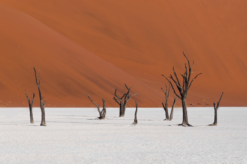Árboles fosilizados en el desierto de Namib