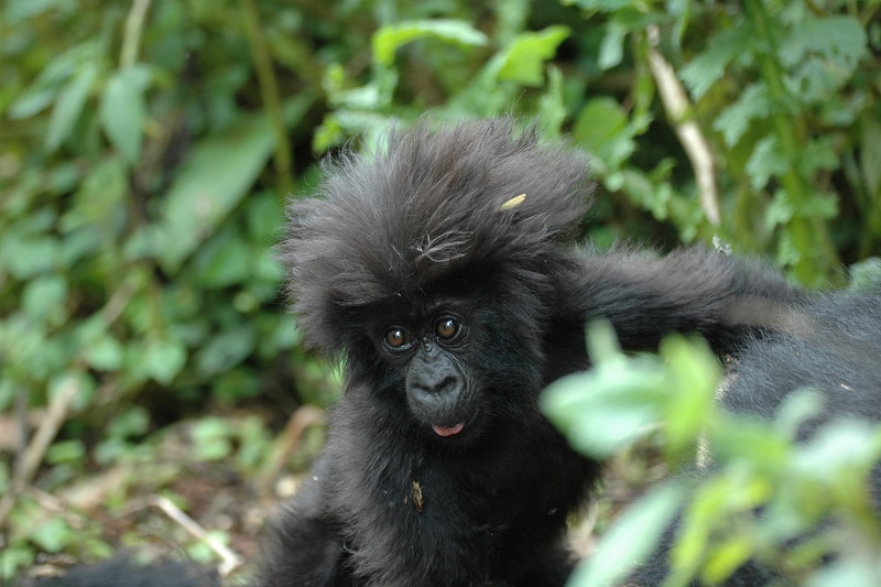 gorila bebé en Ruanda