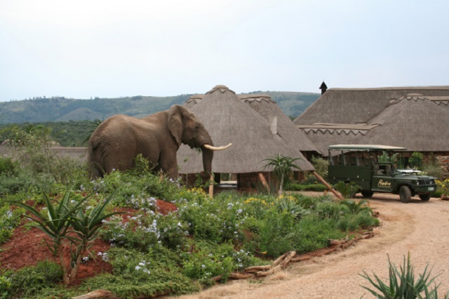 Elefante en el Pumba safari