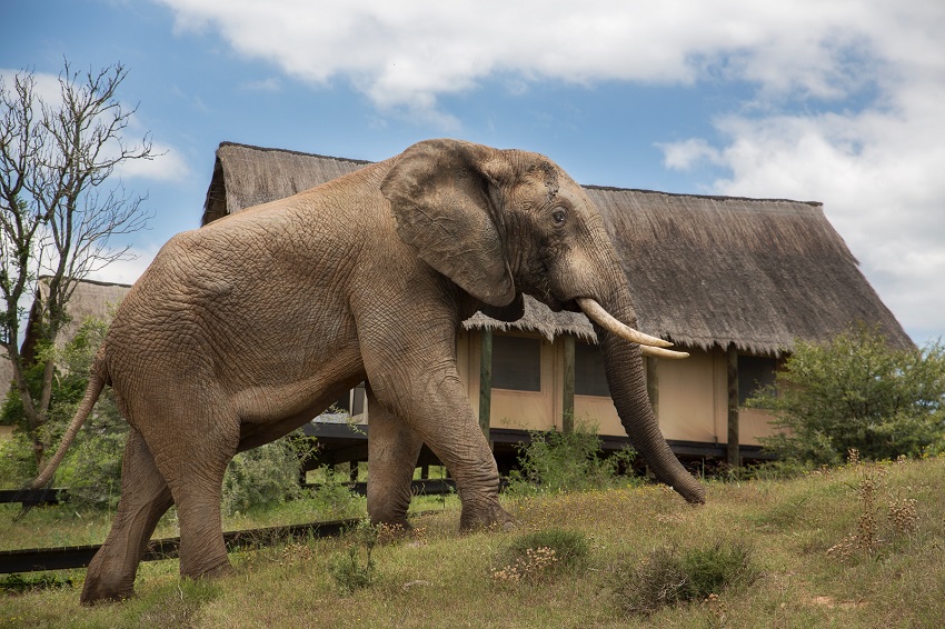 Elefante paseando junto a una tienda en África
