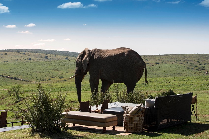 Elefante en la terraza
