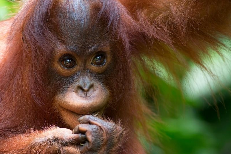 orangután bebé