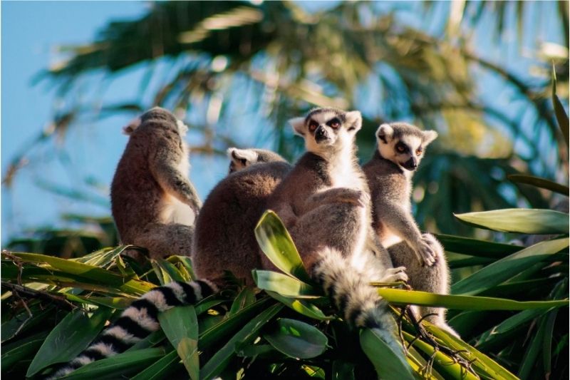 Lemures Madagascar