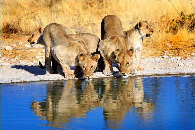 Leonas bebiendo agua en Namibia