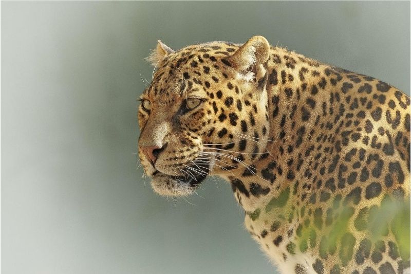 Leopardo en Sudáfrica