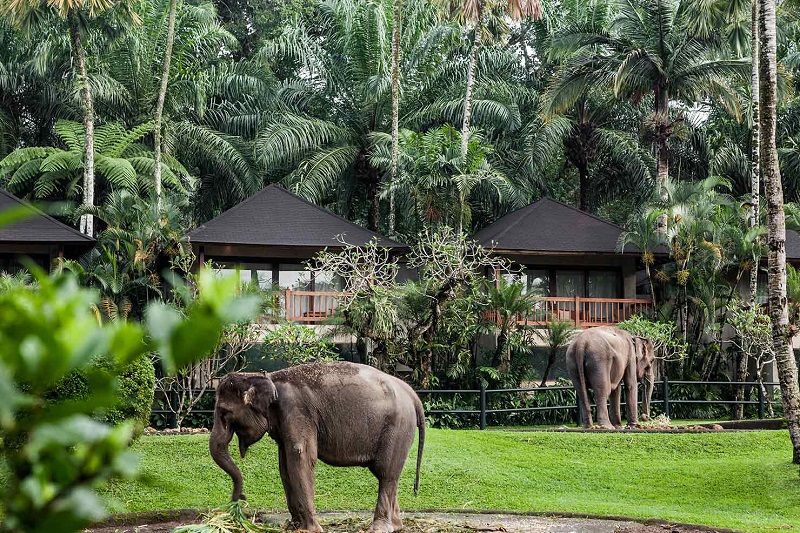 Mason Elephant Lodge