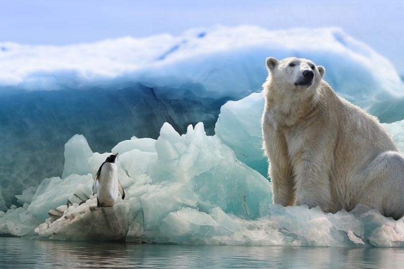 Oso polar y pingüino en el Ártico