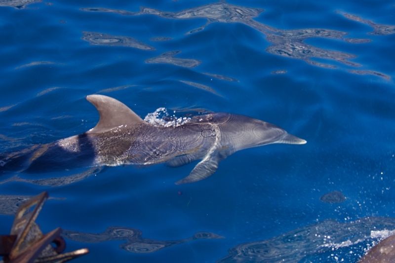 Delfín en Tenerife