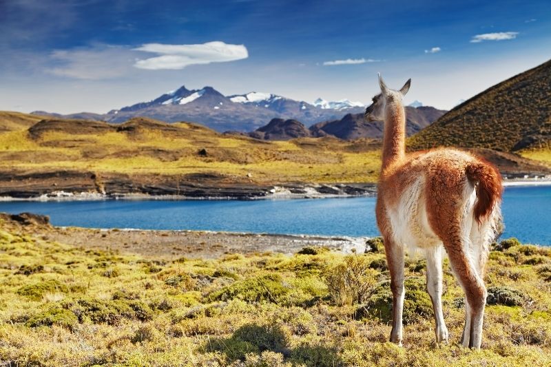 Llama en la Patagonia