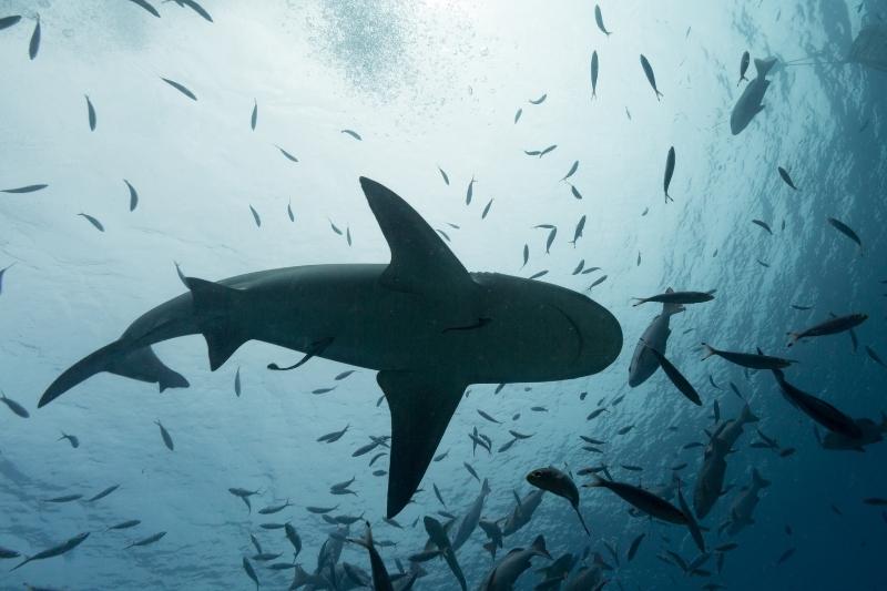 Tiburón en Fiji