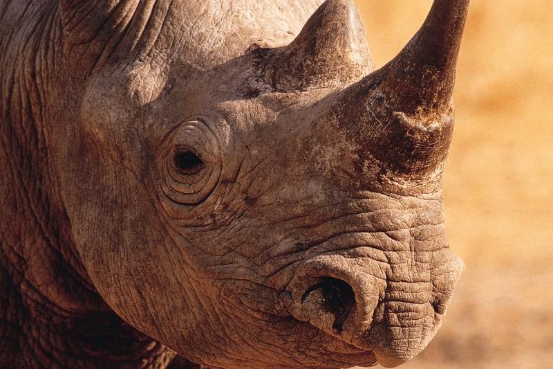 Rinoceronte en el Ngorongoro