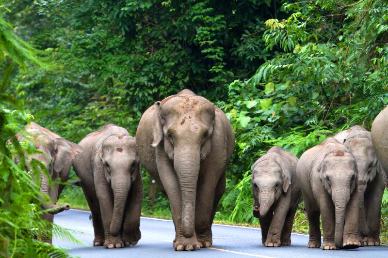 Elefantes en Tailandia
