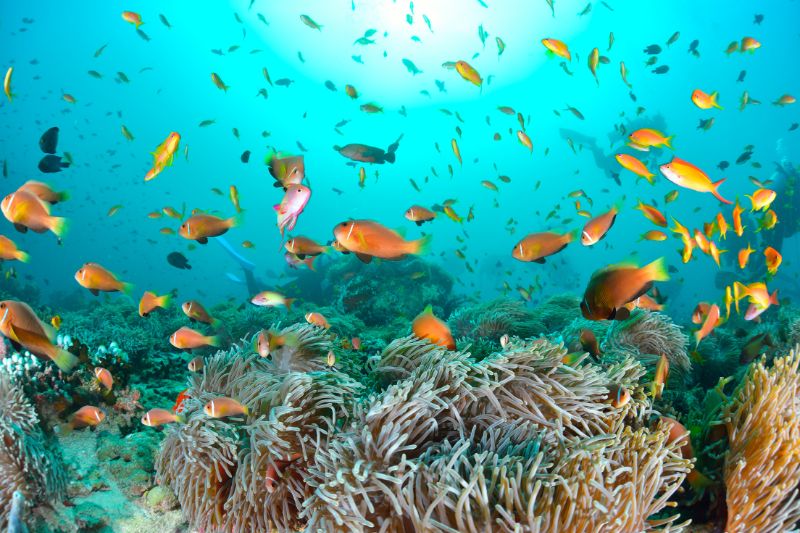 maldivas peces