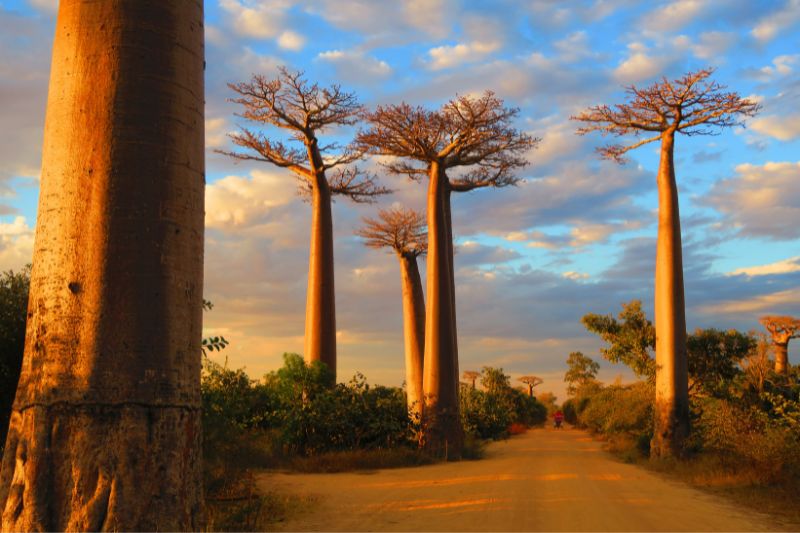 baobabs kenia