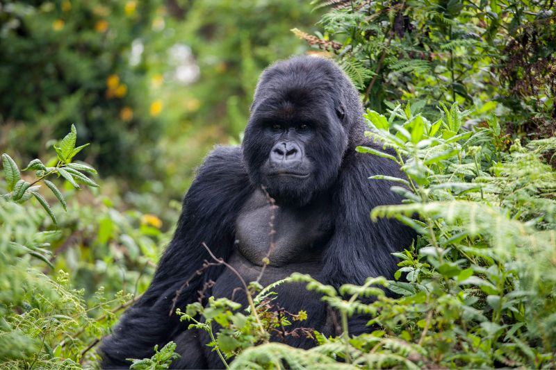 Gorila en Ruanda
