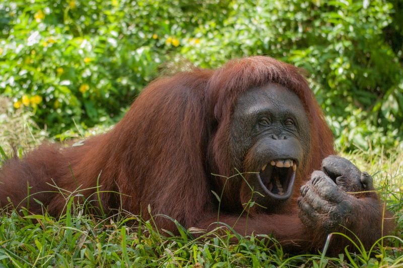 Orangután
